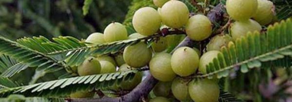 橄榄酒泡了一年有毒吗