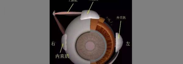 上直肌的作用是