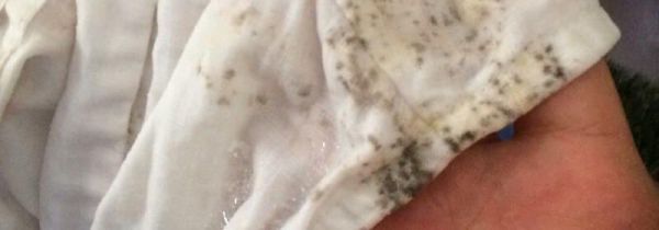 发霉的东西怎样才能洗掉