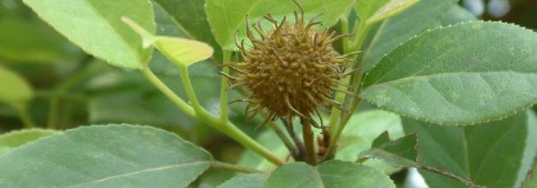 一斤半枫荷能泡多少酒