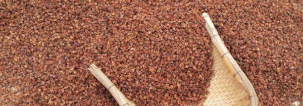 柏树籽还是柏壳做枕头