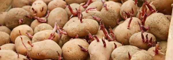 土豆发芽了把芽去掉还能吃吗