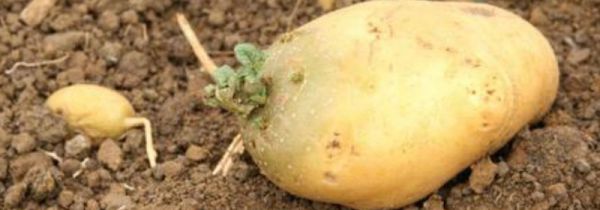 土豆发芽到什么程度不能吃