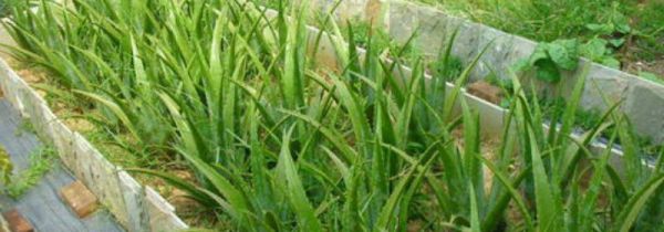 芦荟鲜叶面膜可以经常做吗