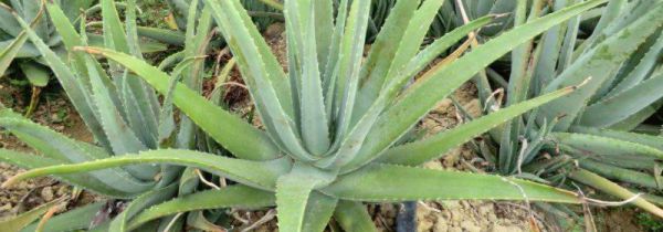 鲜芦荟可以当化妆品用吗