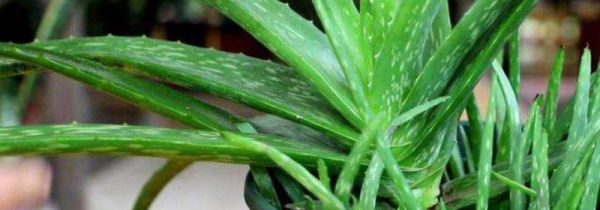 鲜芦荟如何加工才能使用