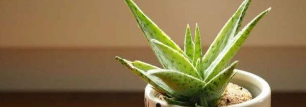 鲜芦荟早上用还是晚上用