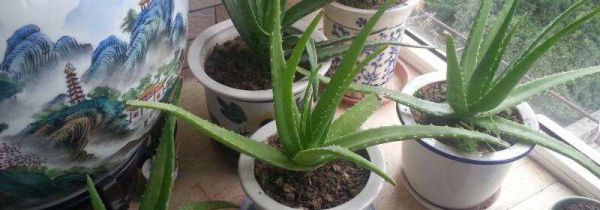 鲜芦荟可以和什么一起吃