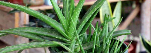 鲜芦荟叶能不能每天吃