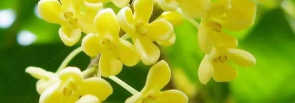 闻桂花香的好处与坏处