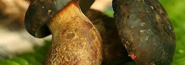 黑牛肝菌有毒吗