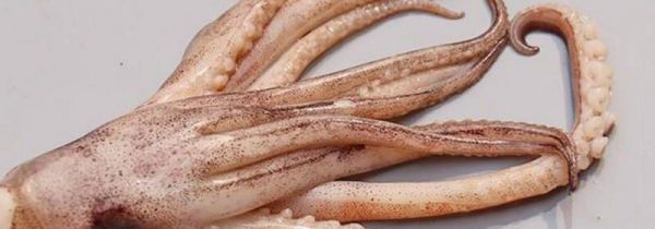 鱿鱼须上的小颗粒能吃吗