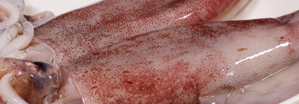 鱿鱼熟了为什么是透明