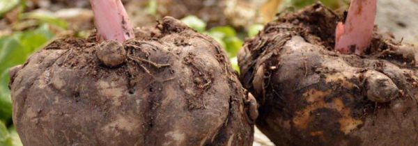 魔芋是不是发物的东西