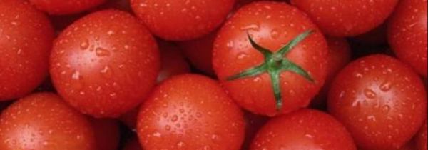 番茄保存可以放冰箱吗