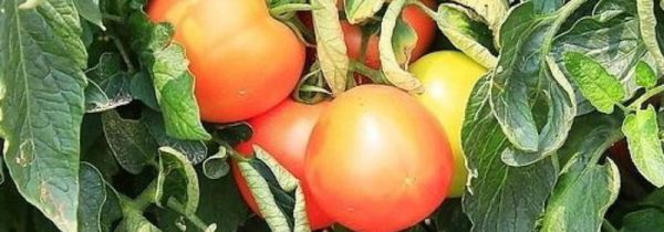 番茄能保存多久