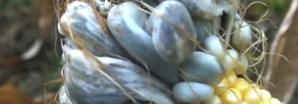 黑粉菌的营养价值