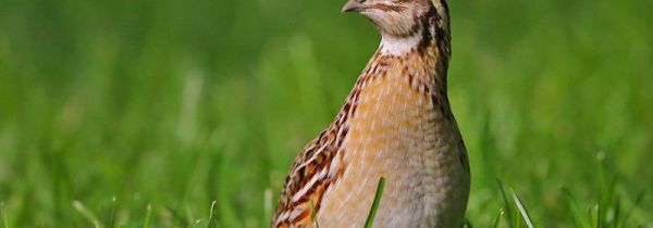 鹌鹑鸟的营养价值