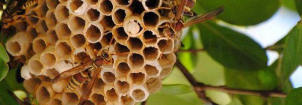 马蜂窝的食用方法禁忌