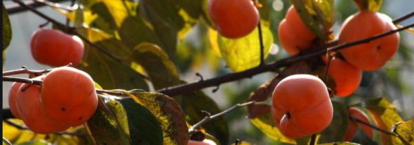 西红柿和柿子可不可以一起吃