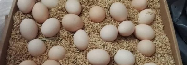 鸡蛋和花生可以一起吃吗