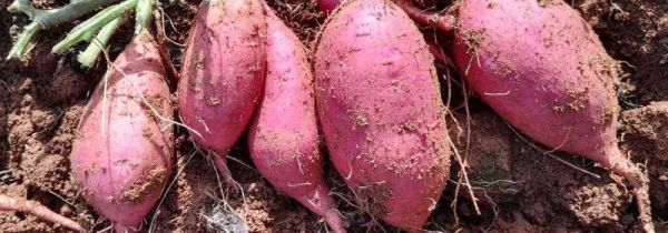 鸡蛋和红薯可以一起煮吗以一起吃吗