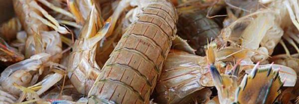 虾爬子和牛奶可以一起吃吗