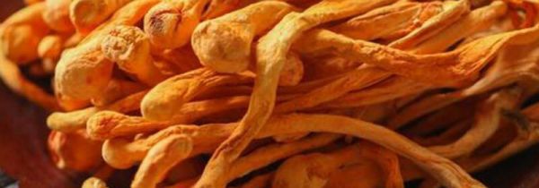 虫草花要煮多久才能吃