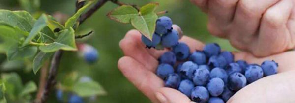 蓝莓吃多了上火吗