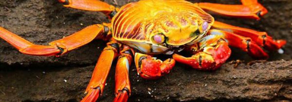 蒸熟的隔夜螃蟹能吃吗