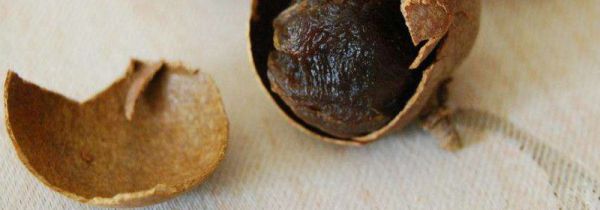 桂圆皮是干垃圾还是湿垃圾