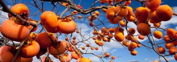 柿子和鲅鱼能一起吃吗?