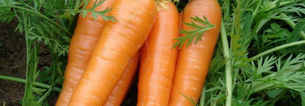 鸡肉红萝卜能一起吃吗