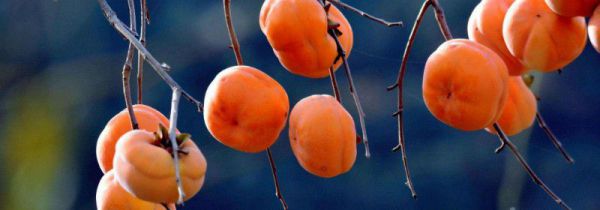 鸡肉和柿子能在一起吃吗