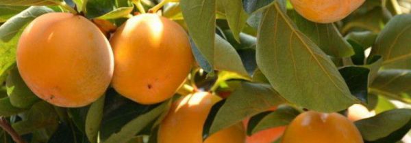 鲜柿子能放冰箱冷冻吗