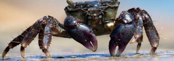 螃蟹和羊汤可以一起吃吗