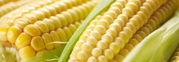 螃蟹和玉米一起吃有问题吗?