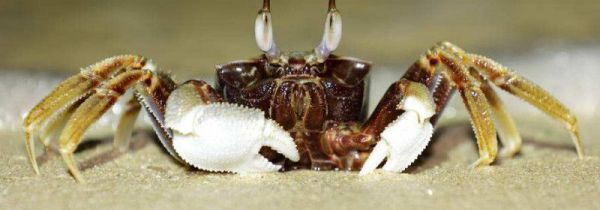 螃蟹和橙子能一起吃吗能一起吃吗