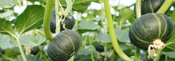 贝贝南瓜吃了会胖吗