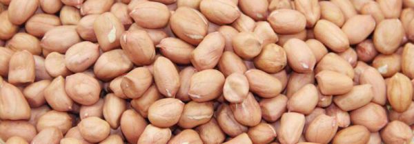 花生米能晒太阳吗