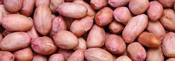 花生外衣的功能与作用