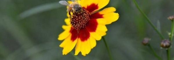 天山雪菊的功效与作用