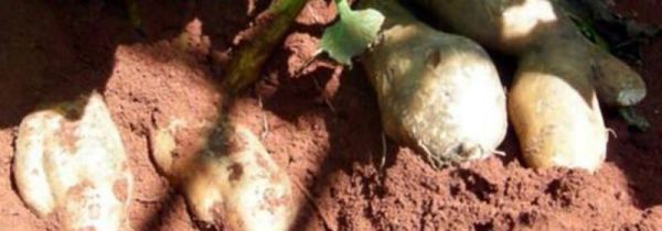 天山雪莲果怎么吃