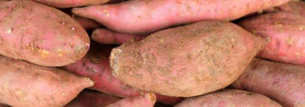 地瓜怎样保存才不会烂