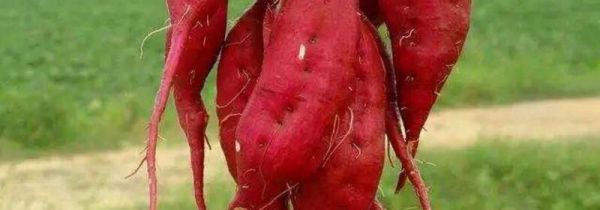 红薯汁沾在手上怎么办