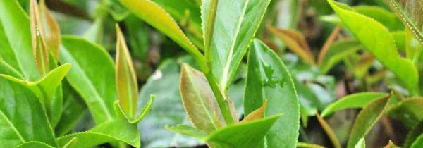 四季春是绿茶还是红茶