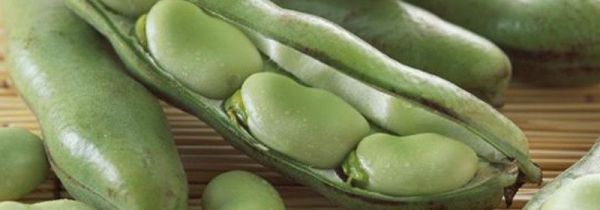 蚕豆吃多了有什么坏处