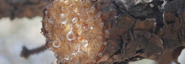 松节油怎么清洗