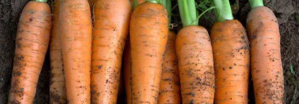 含胡萝卜素的食物有哪些