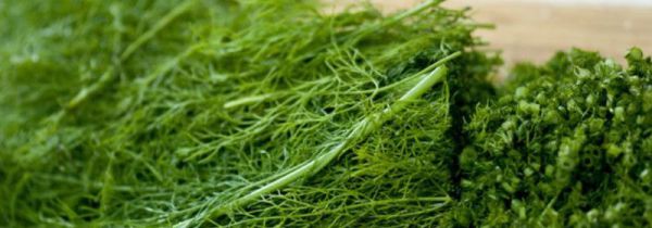 茴香菜的功效与作用及食用方法